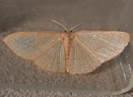 Common Tan Wave